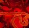 Ebola Virüsü Nedir